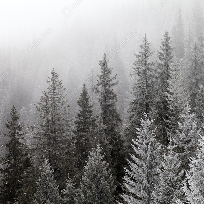 Fototapeta mglisty zimowy las w Karpatach – Wallissimo® Fototapeta mglisty zimowy las w Karpatach – Wallissimo®