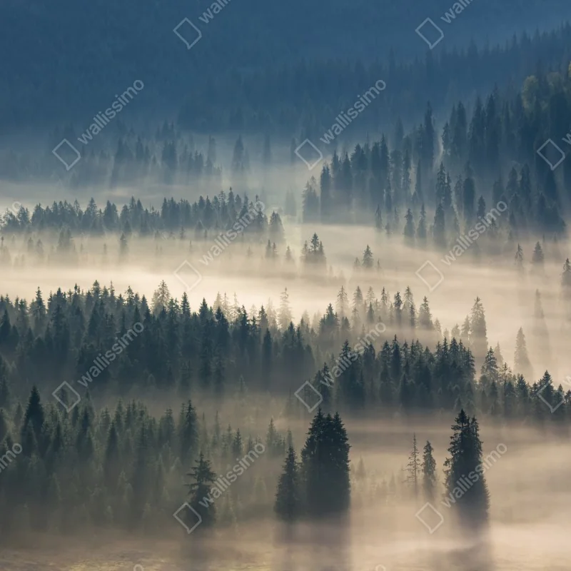 Fototapeta mglisty las iglasty o świcie – Wallissimo® Fototapeta mglisty las iglasty o świcie – Wallissimo®