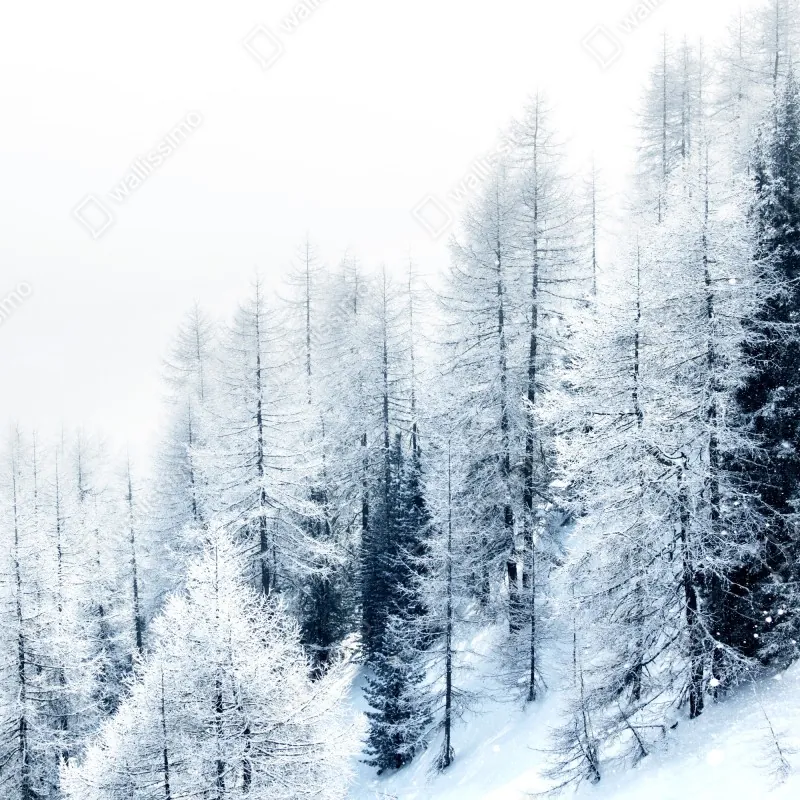 Fototapeta zimowa cisza: zaśnieżony las – Wallissimo® Fototapeta zimowa cisza: zaśnieżony las – Wallissimo®