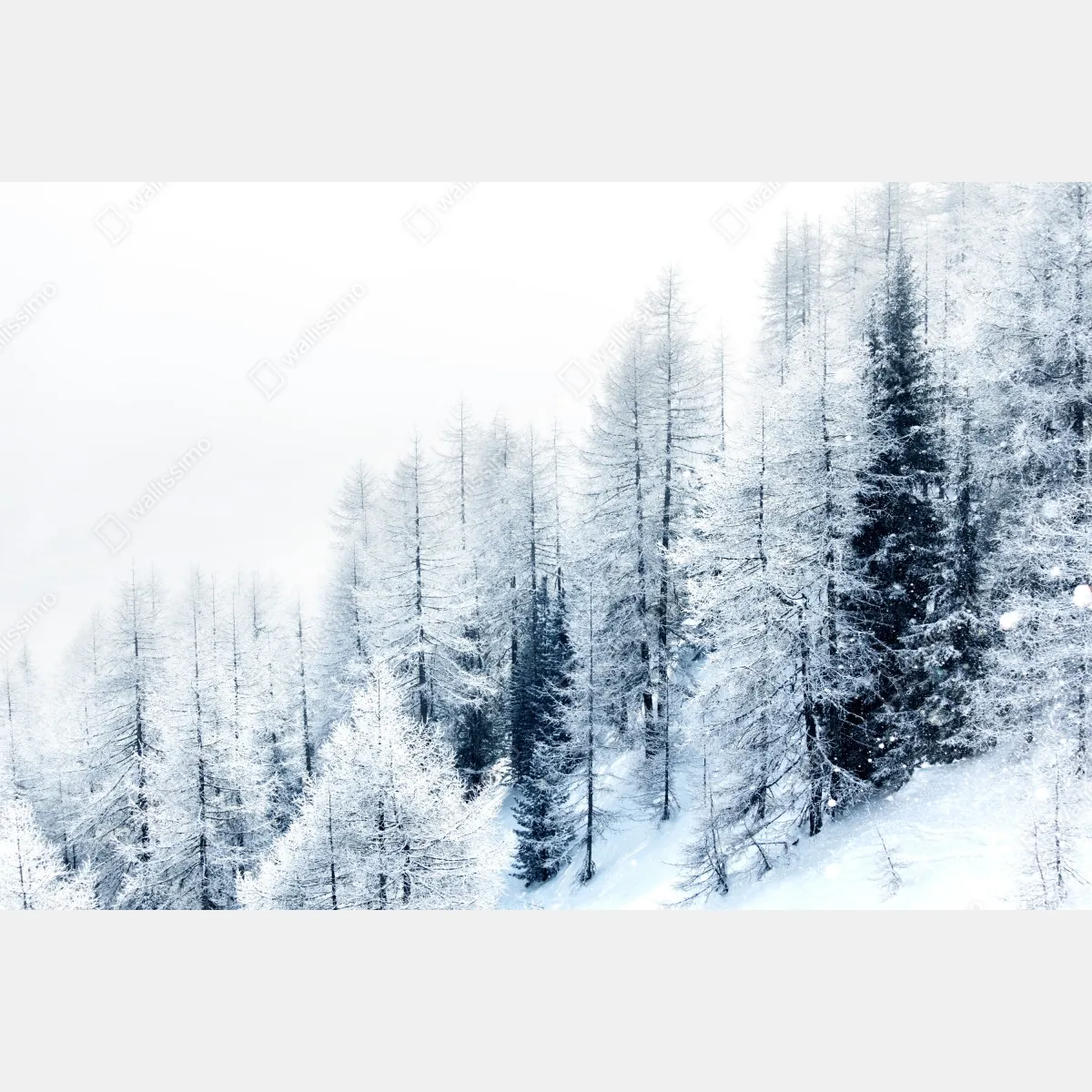 Fototapeta zimowa cisza: zaśnieżony las – Wallissimo® Fototapeta zimowa cisza: zaśnieżony las – Wallissimo®