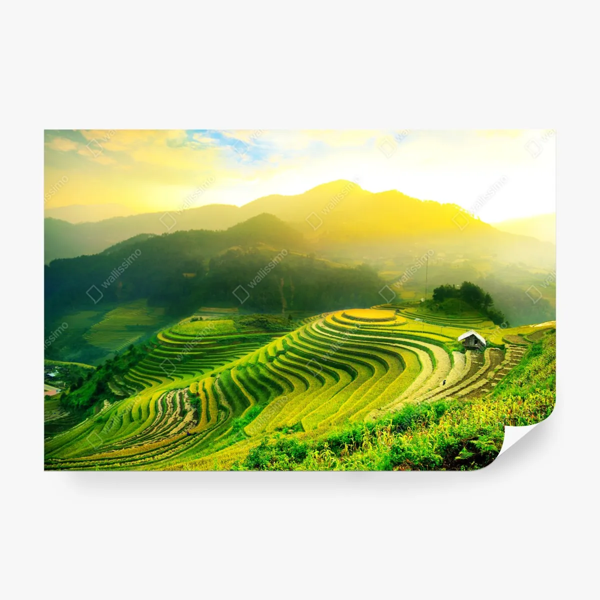 Fototapeta złote tarasy ryżowe o wschodzie słońca – Wallissimo® Fototapeta złote tarasy ryżowe o wschodzie słońca – Wallissimo®