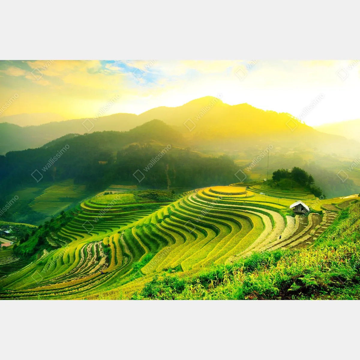 Fototapeta złote tarasy ryżowe o wschodzie słońca – Wallissimo® Fototapeta złote tarasy ryżowe o wschodzie słońca – Wallissimo®