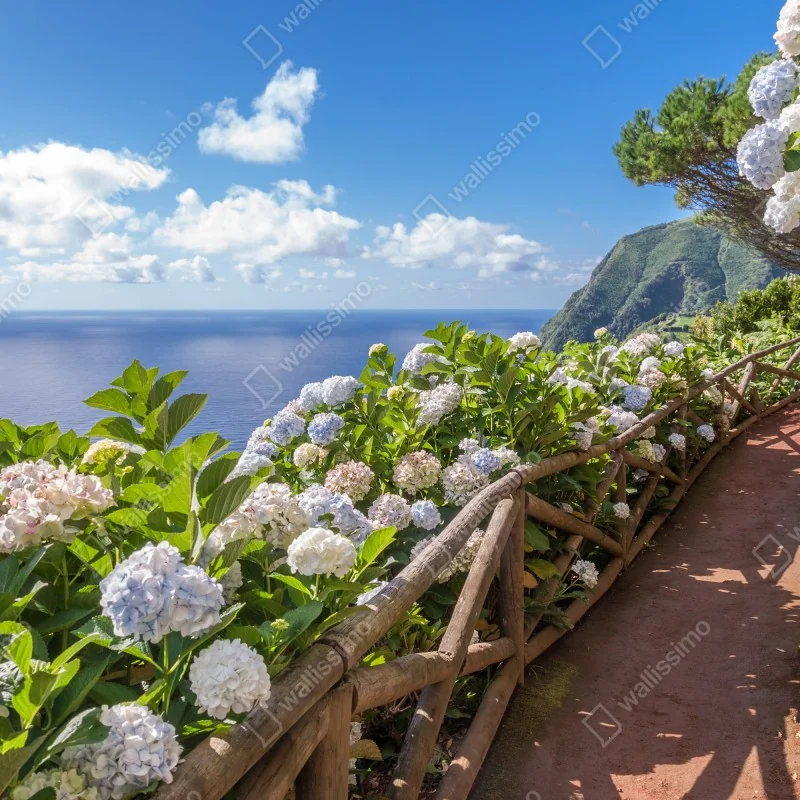 Fototapeta ścieżka nadmorska z hortensjami, São Miguel, Azory – Wallissimo® Fototapeta ścieżka nadmorska z hortensjami, São Miguel, Azory – Wallissimo®
