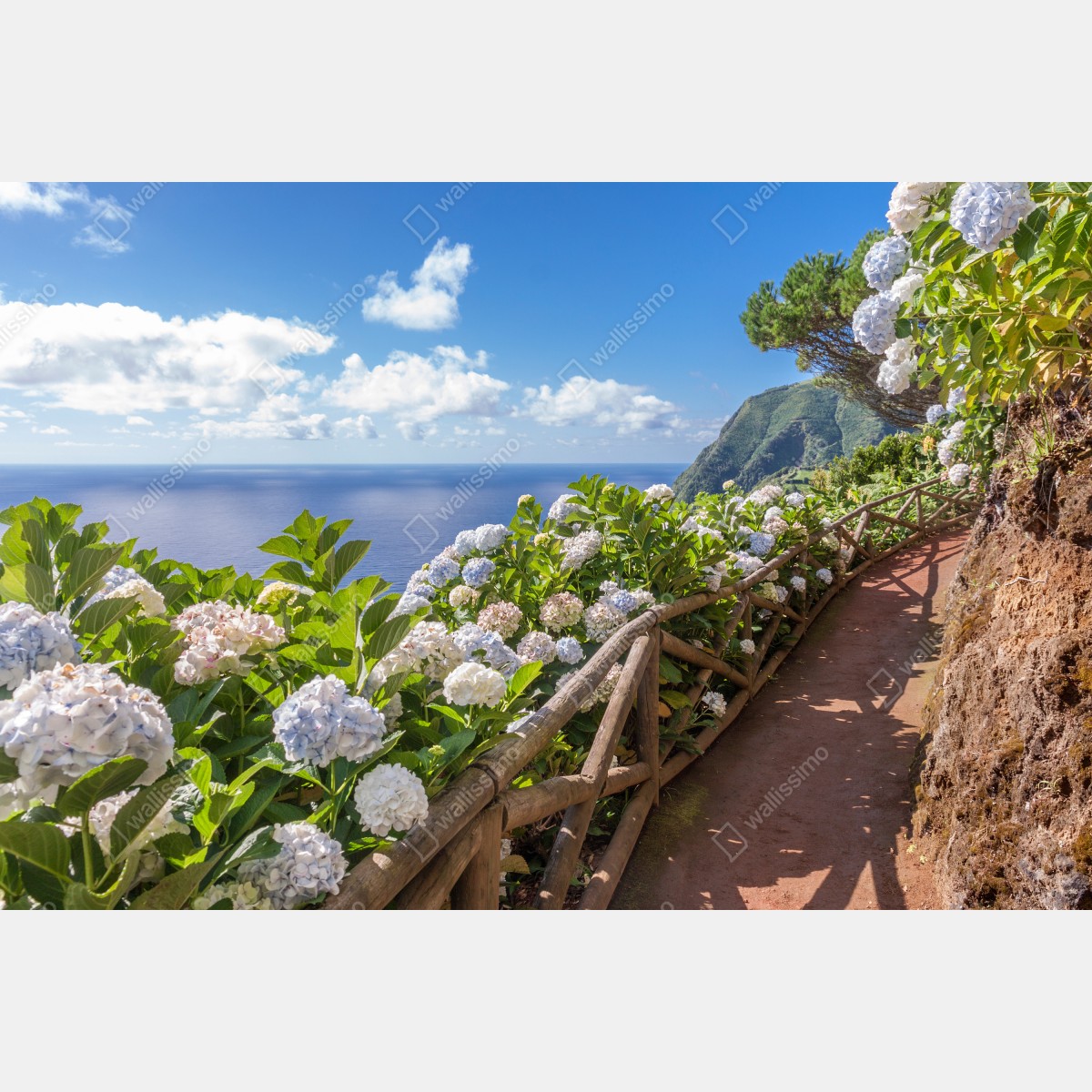 Fototapeta ścieżka nadmorska z hortensjami, São Miguel, Azory – Wallissimo® Fototapeta ścieżka nadmorska z hortensjami, São Miguel, Azory – Wallissimo®