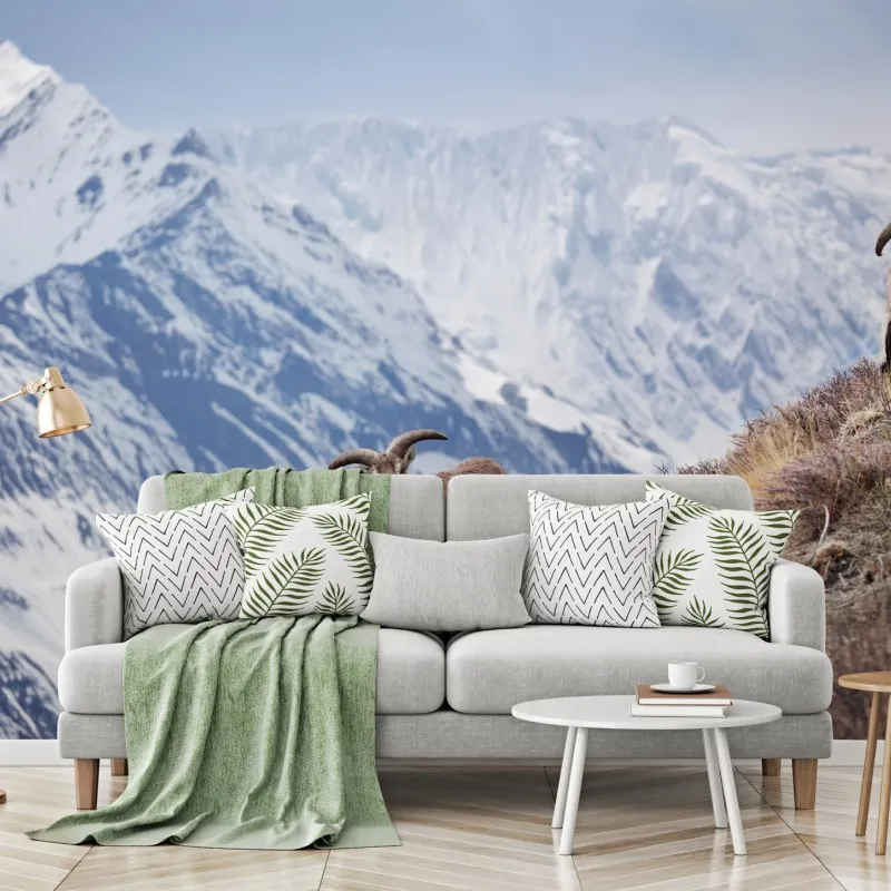 Fototapeta dzikie niebieskie owce na zboczu Himalajów, Manang, Nepal