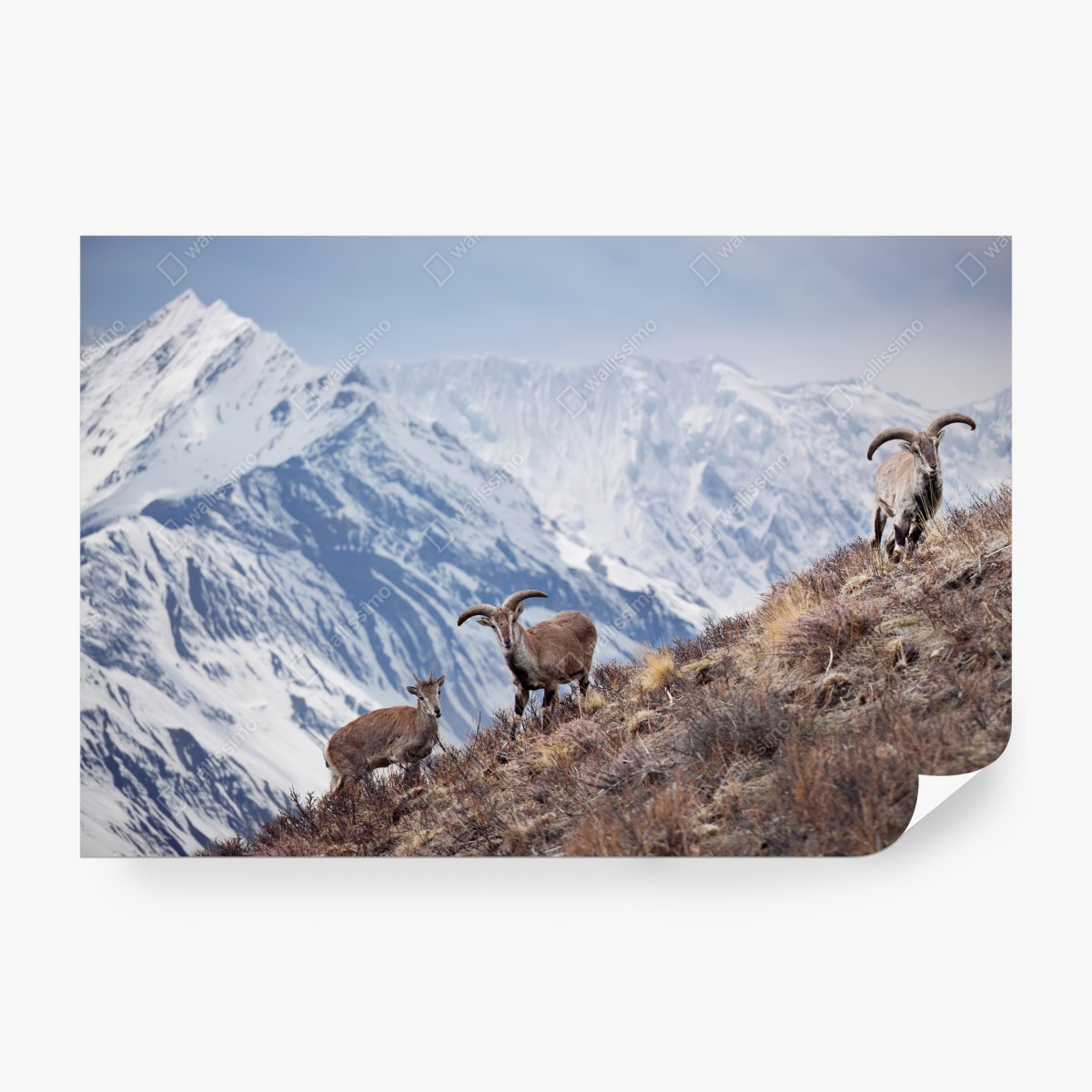Fototapeta dzikie niebieskie owce na zboczu Himalajów, Manang, Nepal – Wallissimo® Fototapeta dzikie niebieskie owce na zboczu Himalajów, Manang, Nepal – Wallissimo®