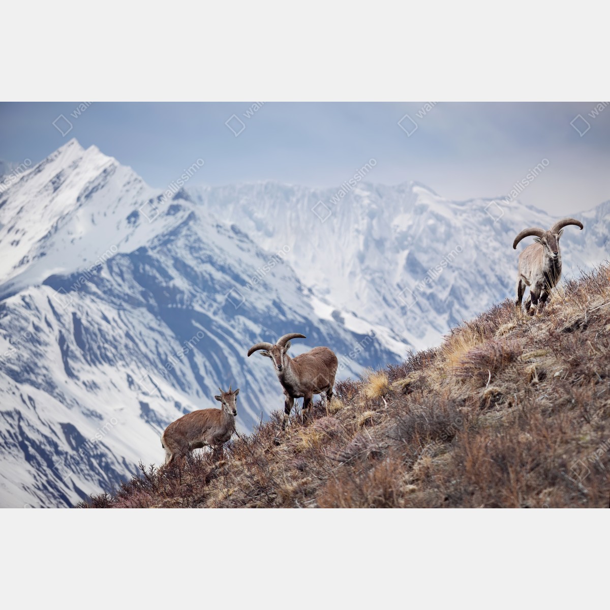 Fototapeta dzikie niebieskie owce na zboczu Himalajów, Manang, Nepal – Wallissimo® Fototapeta dzikie niebieskie owce na zboczu Himalajów, Manang, Nepal – Wallissimo®