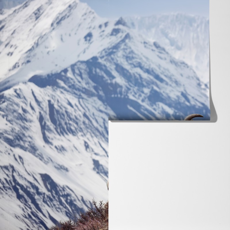 Fototapeta dzikie niebieskie owce na zboczu Himalajów, Manang, Nepal – Wallissimo® Fototapeta dzikie niebieskie owce na zboczu Himalajów, Manang, Nepal – Wallissimo®