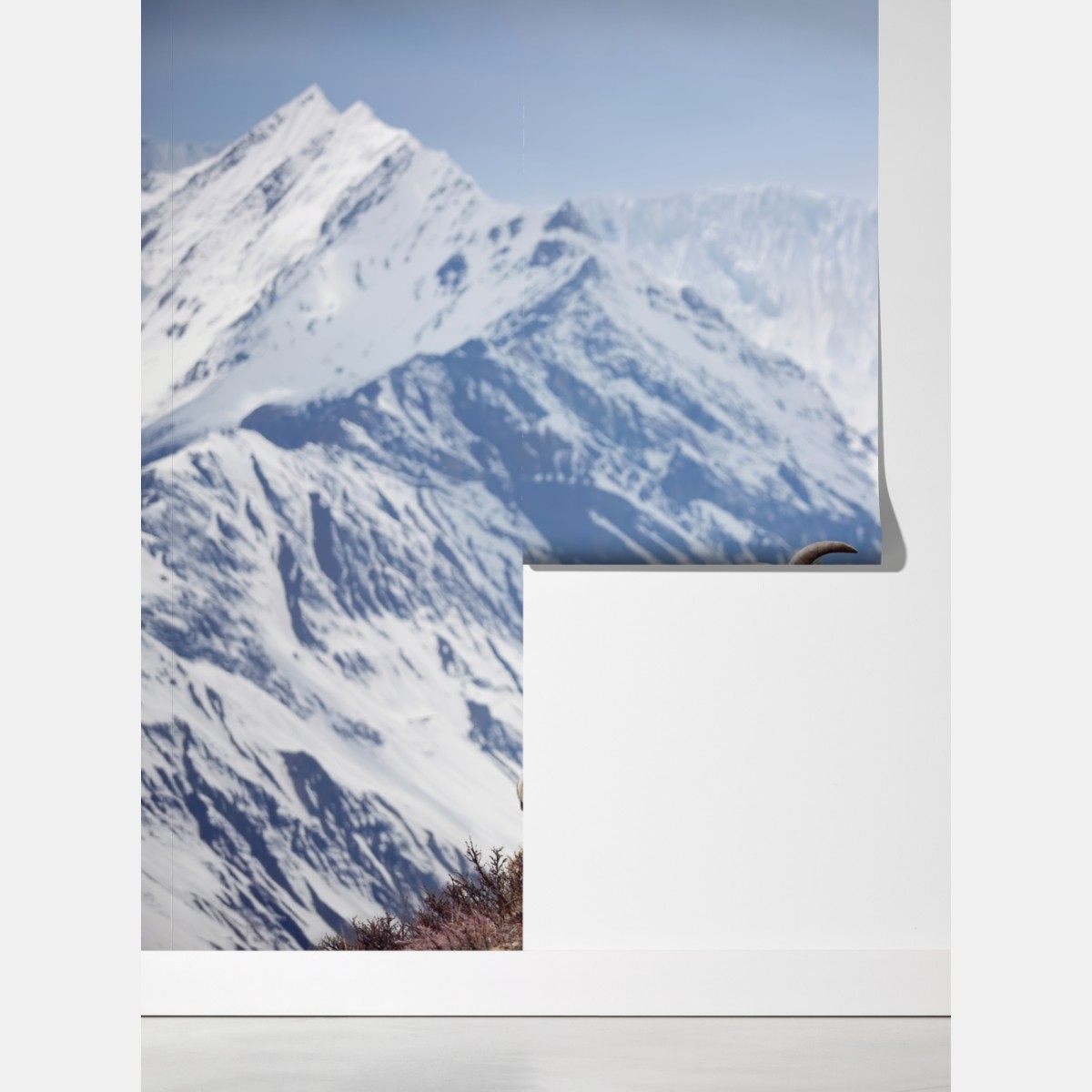 Fototapeta dzikie niebieskie owce na zboczu Himalajów, Manang, Nepal – Wallissimo® Fototapeta dzikie niebieskie owce na zboczu Himalajów, Manang, Nepal – Wallissimo®