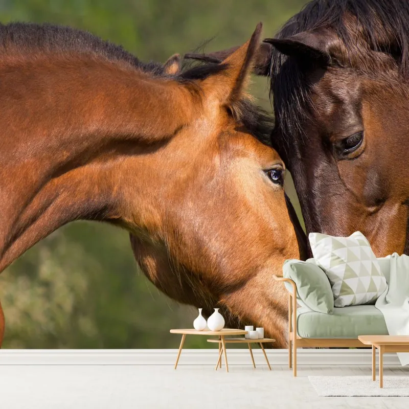 Fototapeta delikatne objęcie koni