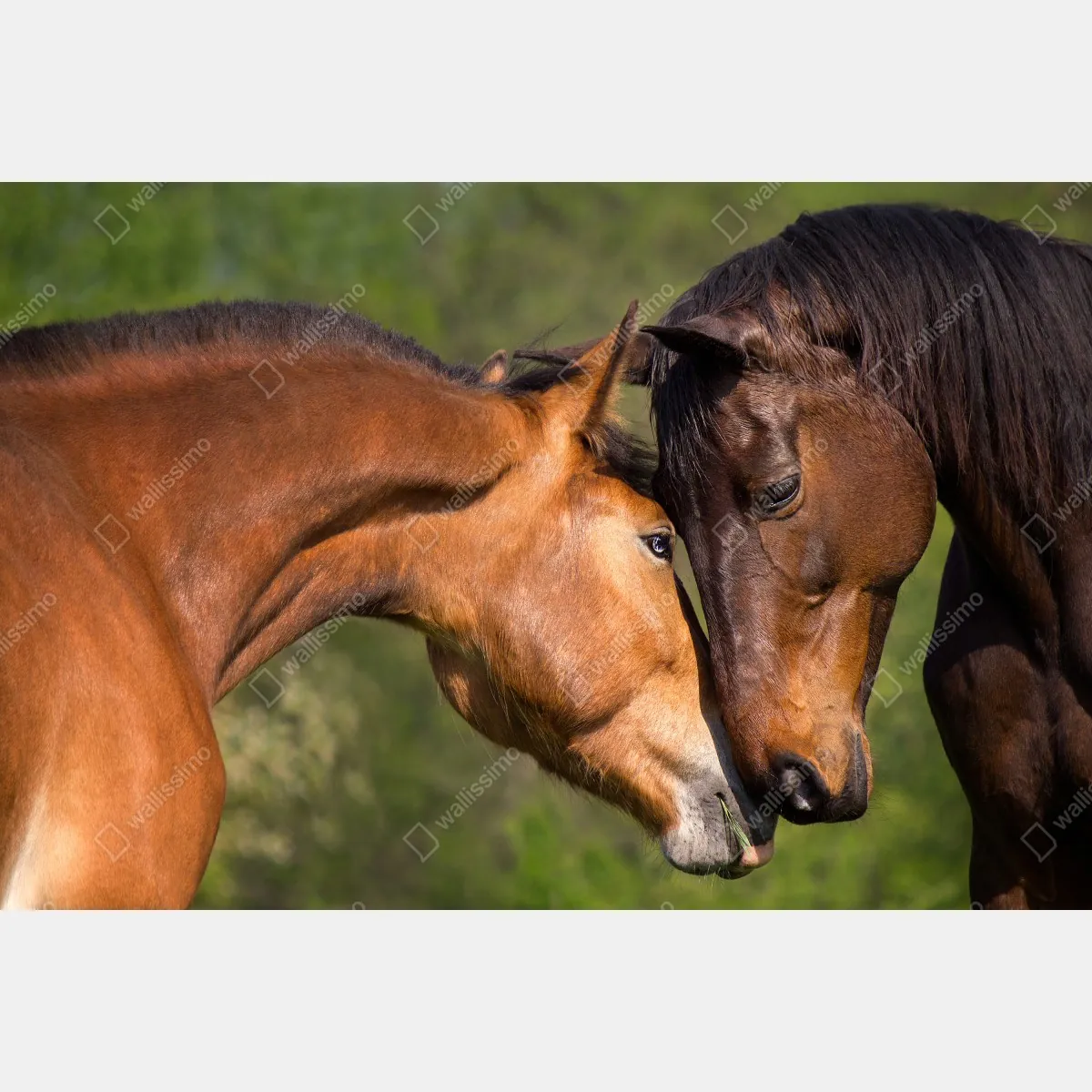 Fototapeta delikatne objęcie koni – Wallissimo® Fototapeta delikatne objęcie koni – Wallissimo®