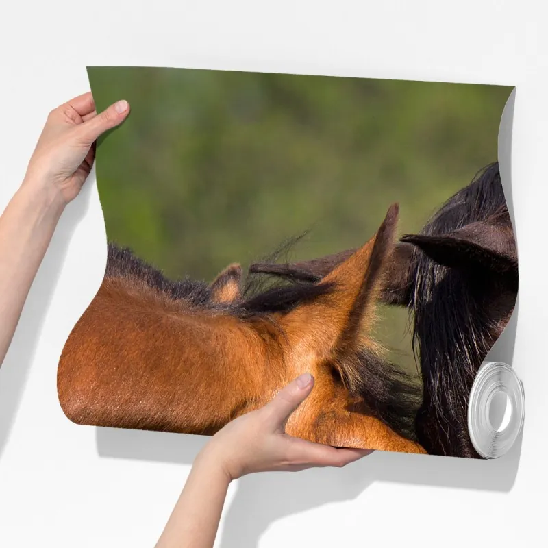 Fototapeta delikatne objęcie koni – Wallissimo® Fototapeta delikatne objęcie koni – Wallissimo®