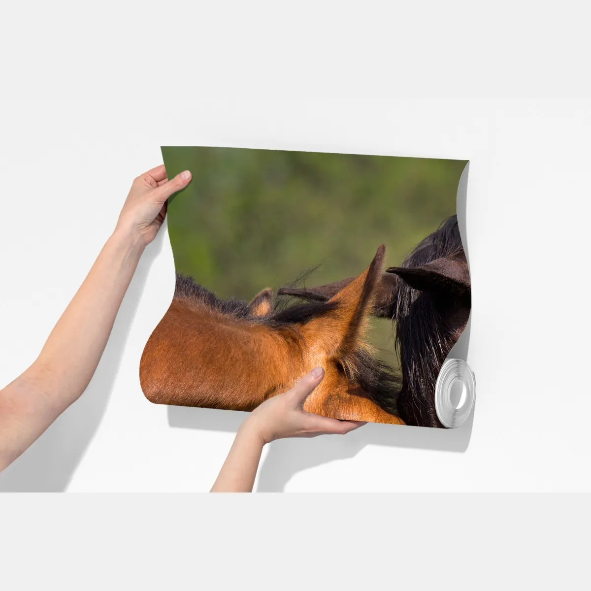 Fototapeta delikatne objęcie koni – Wallissimo® Fototapeta delikatne objęcie koni – Wallissimo®