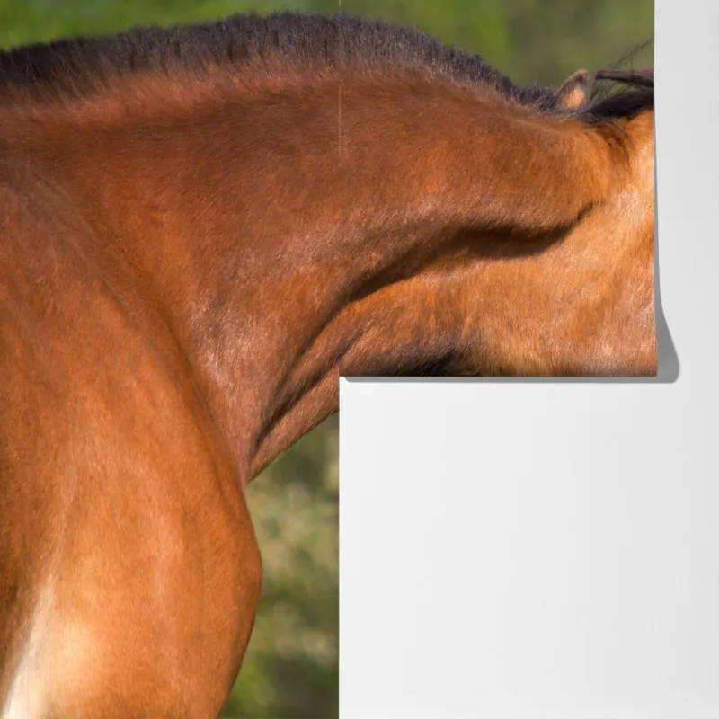 Fototapeta delikatne objęcie koni – Wallissimo® Fototapeta delikatne objęcie koni – Wallissimo®