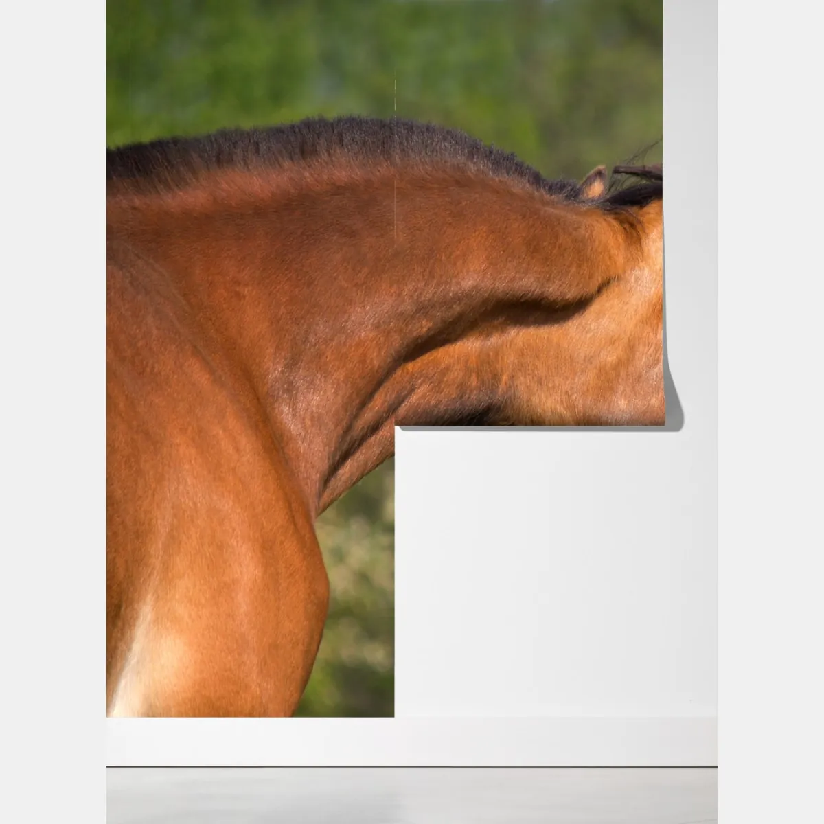 Fototapeta delikatne objęcie koni – Wallissimo® Fototapeta delikatne objęcie koni – Wallissimo®