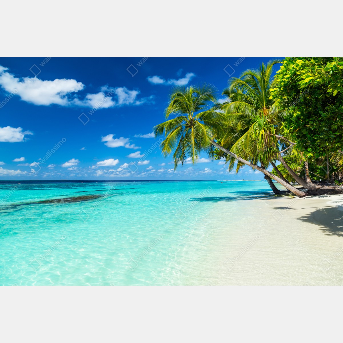 Fototapeta tropikalna turkusowa plaża z pochylonymi palmami – Wallissimo® Fototapeta tropikalna turkusowa plaża z pochylonymi palmami – Wallissimo®