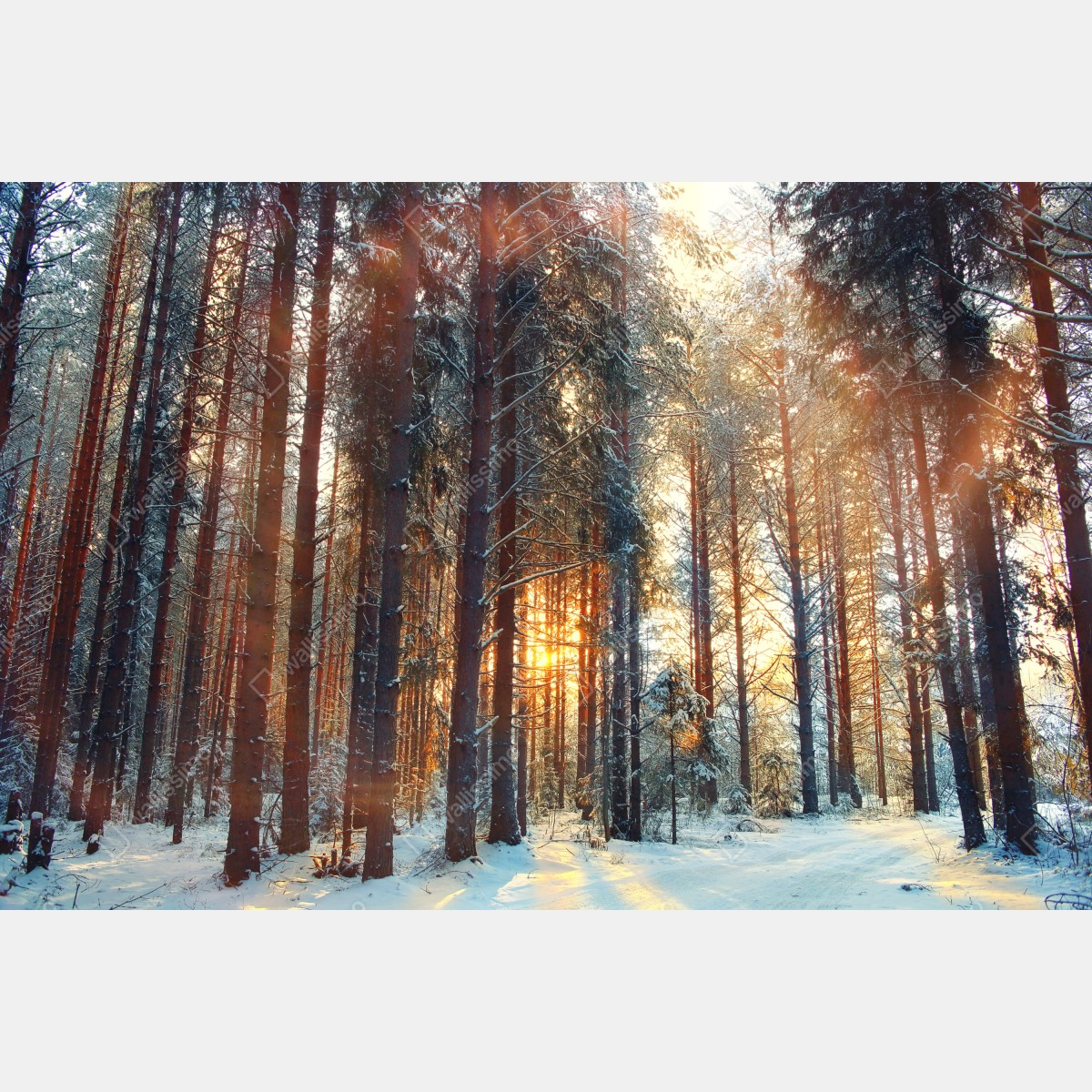 Fototapeta zimowy las o świcie – Wallissimo® Fototapeta zimowy las o świcie – Wallissimo®