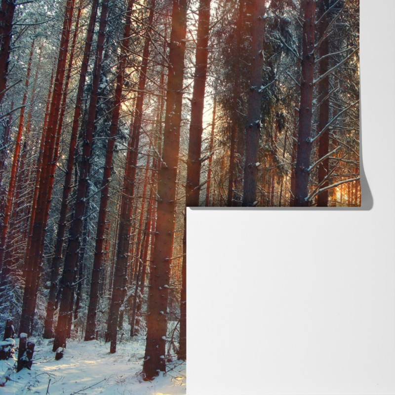 Fototapeta zimowy las o świcie – Wallissimo® Fototapeta zimowy las o świcie – Wallissimo®