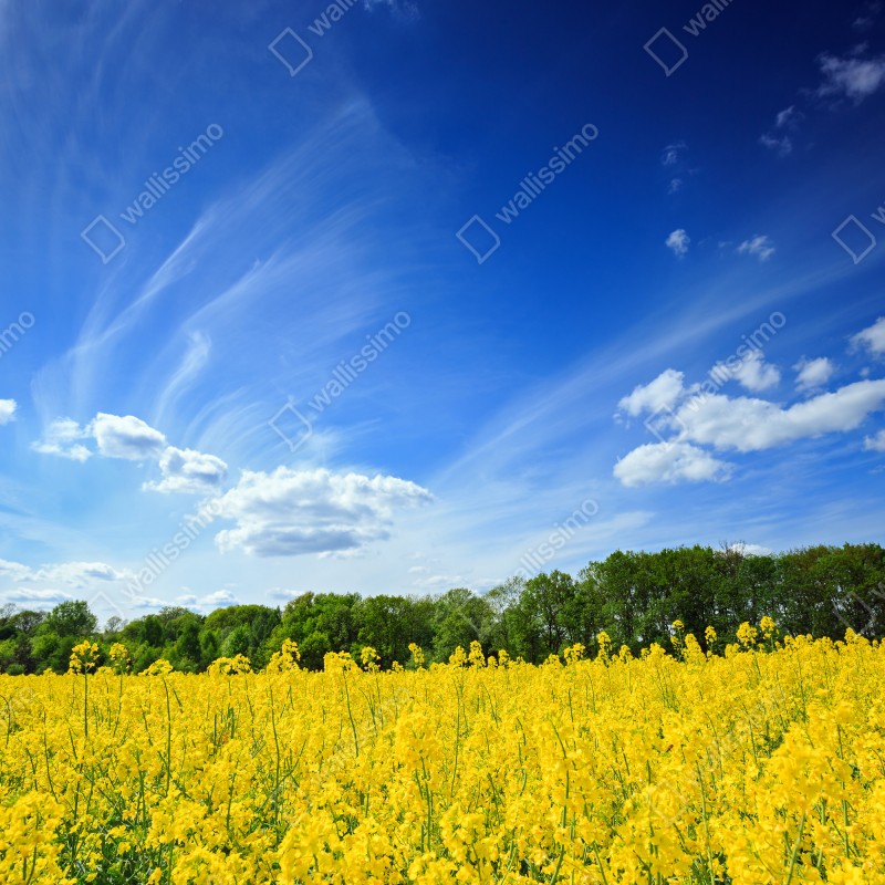 Fototapeta Polskie pole rzepaku pod błękitnym niebem – Wallissimo® Fototapeta Polskie pole rzepaku pod błękitnym niebem – Wallissimo®