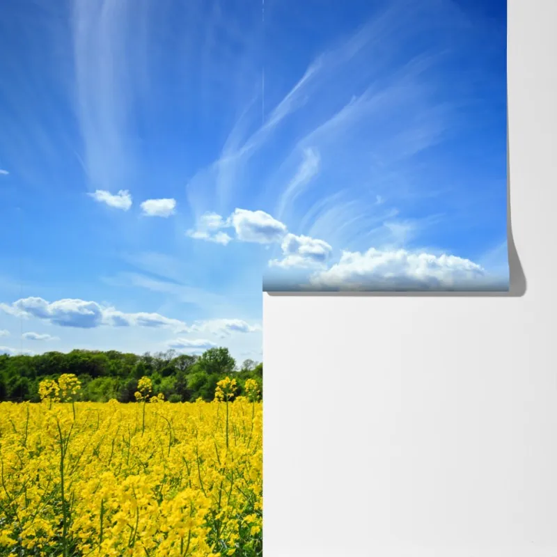 Fototapeta Polskie pole rzepaku pod błękitnym niebem – Wallissimo® Fototapeta Polskie pole rzepaku pod błękitnym niebem – Wallissimo®