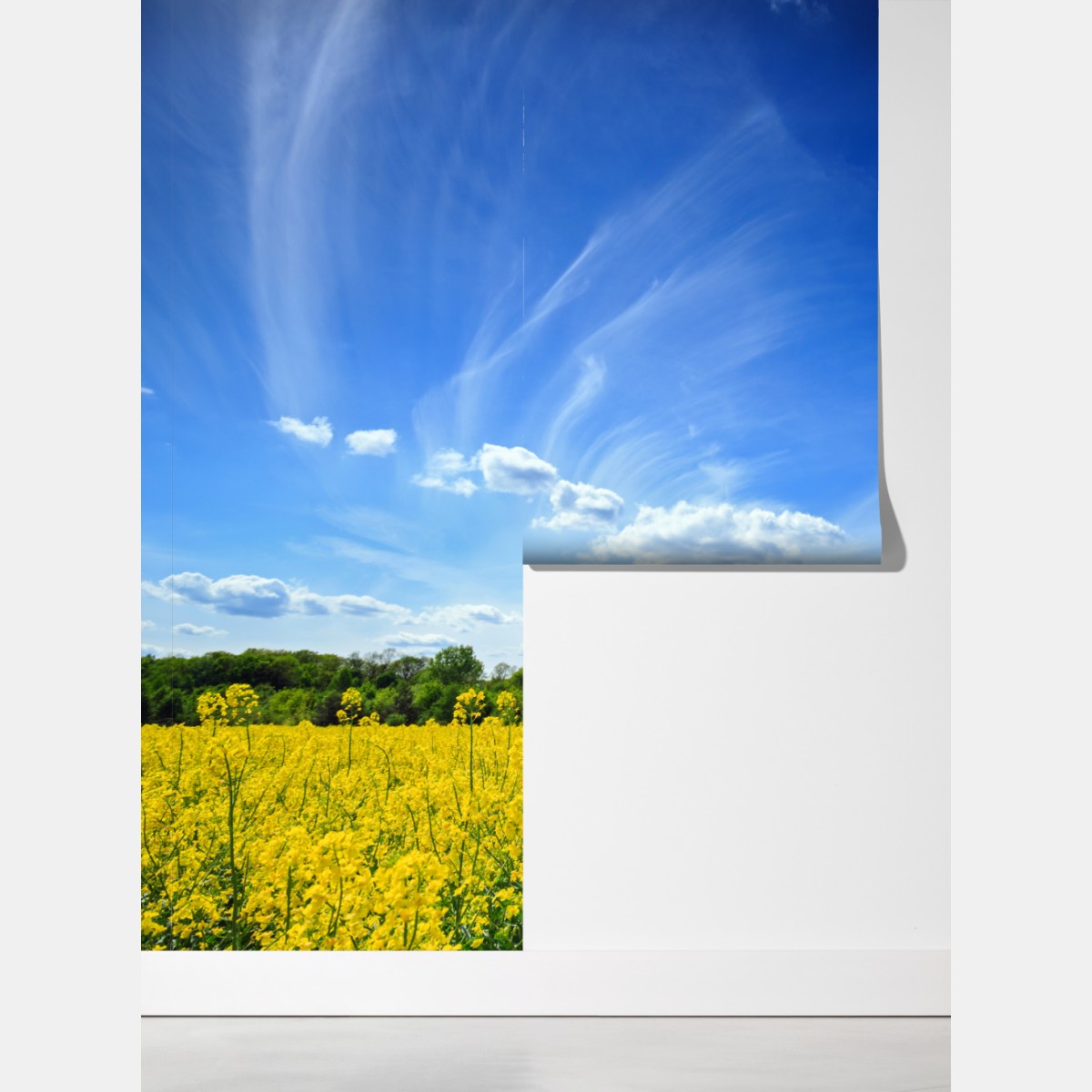 Fototapeta Polskie pole rzepaku pod błękitnym niebem – Wallissimo® Fototapeta Polskie pole rzepaku pod błękitnym niebem – Wallissimo®