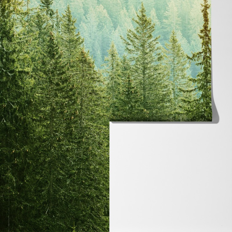 Fototapeta słoneczny las iglasty – Wallissimo® Fototapeta słoneczny las iglasty – Wallissimo®