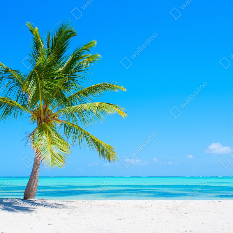 Fototapeta tropikalna palma na białej plaży – Wallissimo® Fototapeta tropikalna palma na białej plaży – Wallissimo®