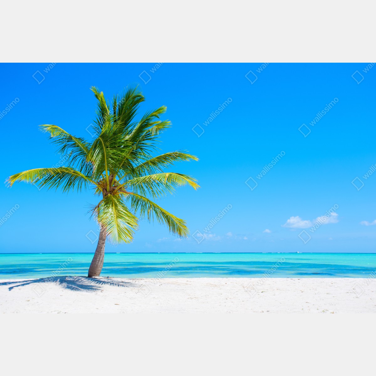 Fototapeta tropikalna palma na białej plaży – Wallissimo® Fototapeta tropikalna palma na białej plaży – Wallissimo®