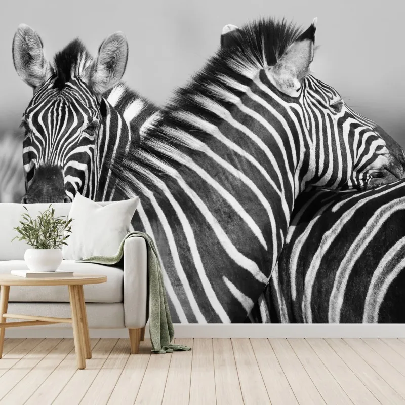 Fototapeta zebry splecione w monochromie