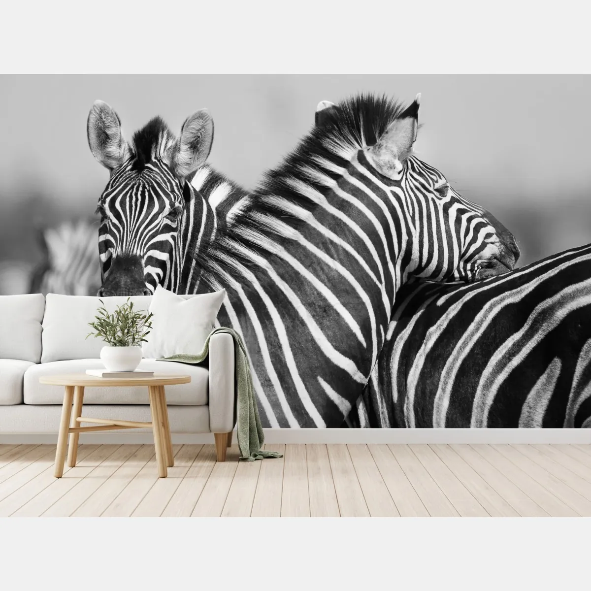 Fototapeta zebry splecione w monochromie – Wallissimo® Fototapeta zebry splecione w monochromie – Wallissimo®