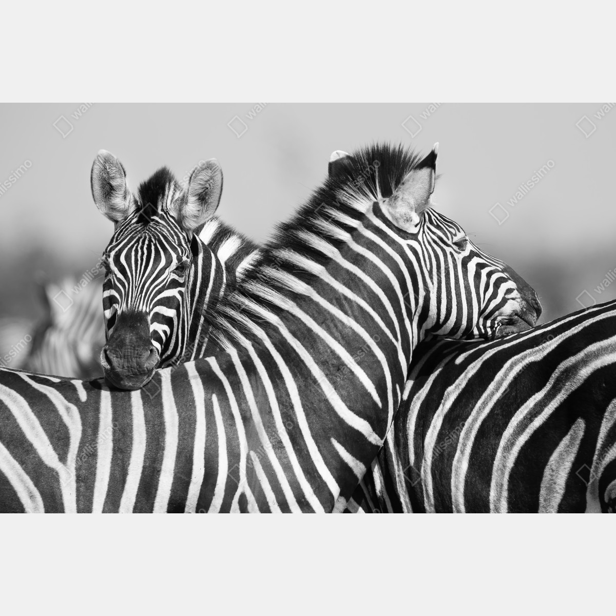 Fototapeta zebry splecione w monochromie – Wallissimo® Fototapeta zebry splecione w monochromie – Wallissimo®