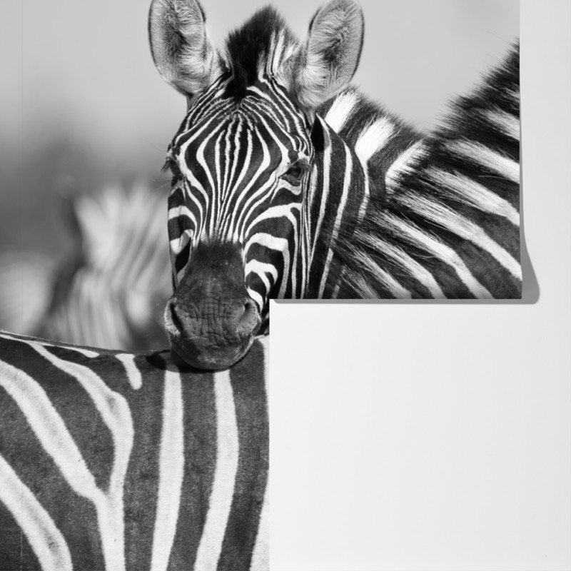 Fototapeta zebry splecione w monochromie – Wallissimo® Fototapeta zebry splecione w monochromie – Wallissimo®