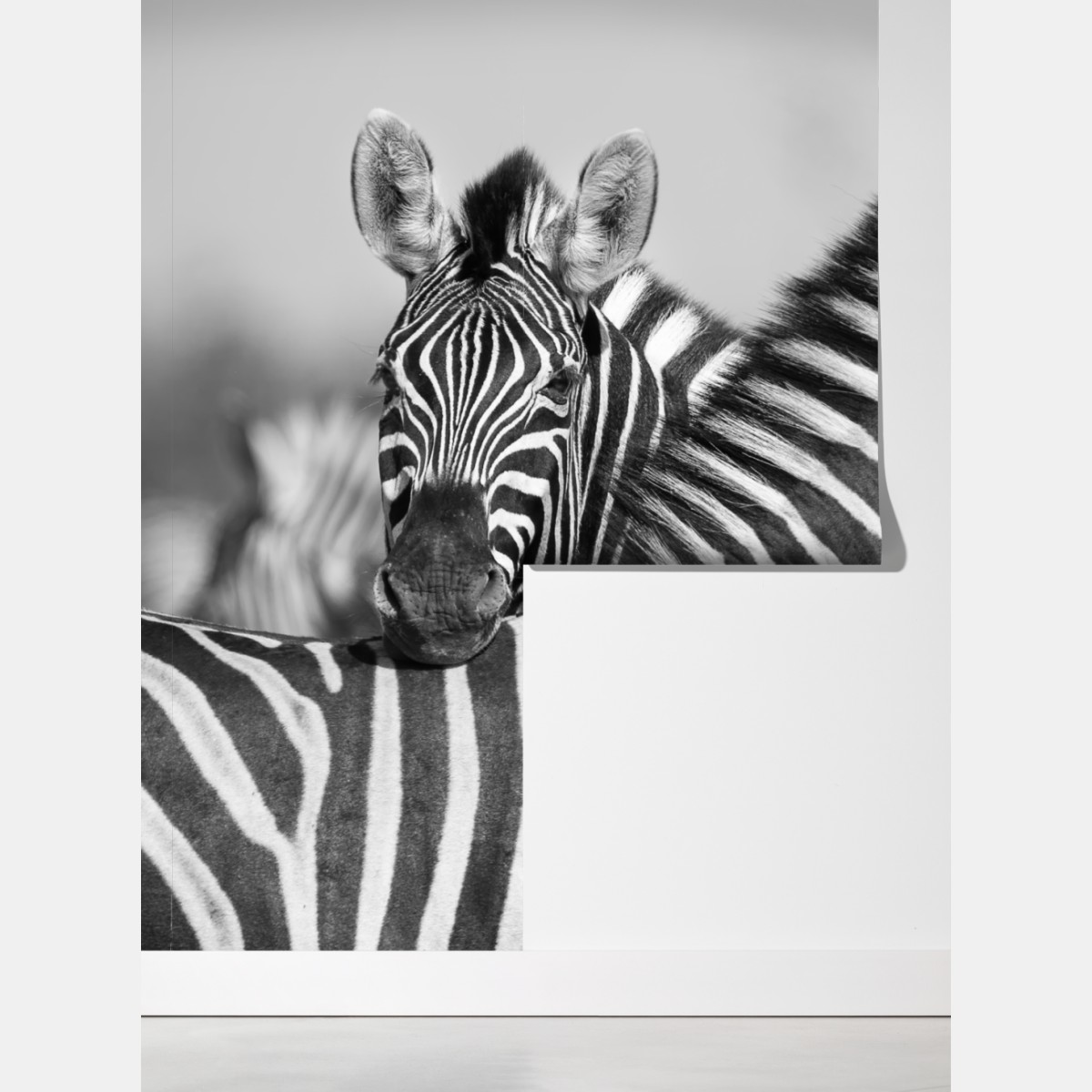 Fototapeta zebry splecione w monochromie – Wallissimo® Fototapeta zebry splecione w monochromie – Wallissimo®