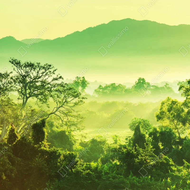 Fototapeta bujny tropikalny krajobraz dżungli – Wallissimo® Fototapeta bujny tropikalny krajobraz dżungli – Wallissimo®