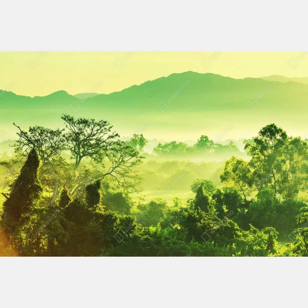 Fototapeta bujny tropikalny krajobraz dżungli – Wallissimo® Fototapeta bujny tropikalny krajobraz dżungli – Wallissimo®