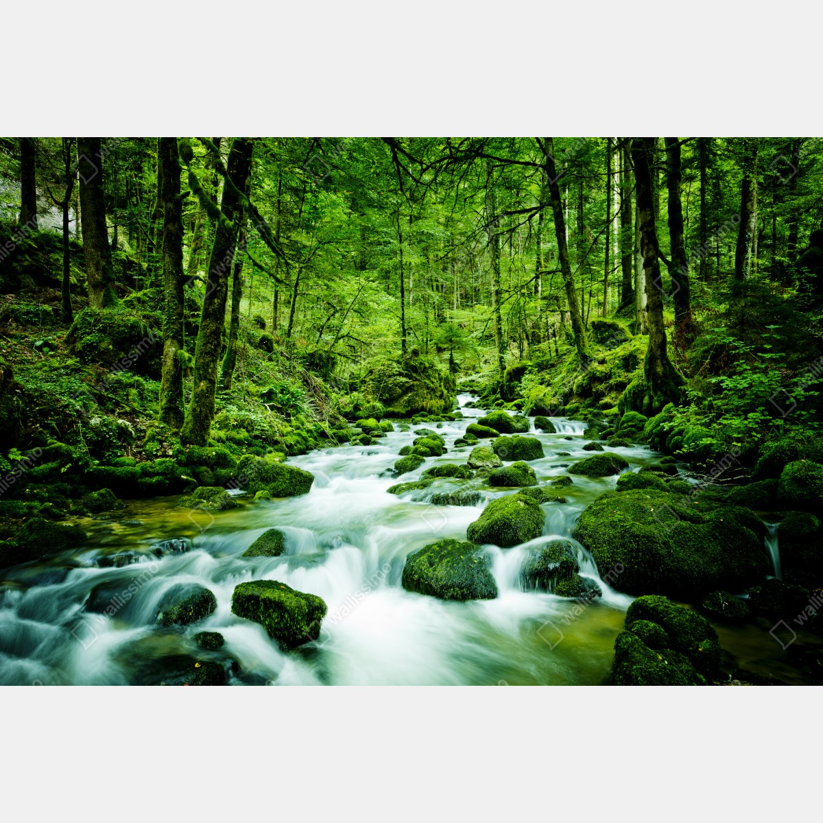Fototapeta mechowy strumień w lesie – Wallissimo® Fototapeta mechowy strumień w lesie – Wallissimo®