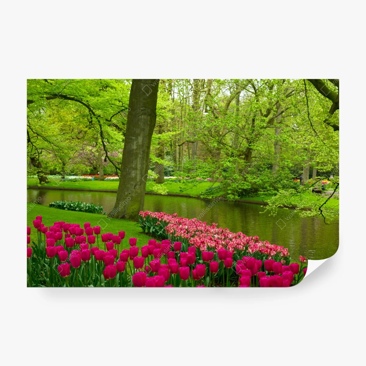Fototapeta wiosenny ogród tulipanów nad kanałem – Wallissimo® Fototapeta wiosenny ogród tulipanów nad kanałem – Wallissimo®