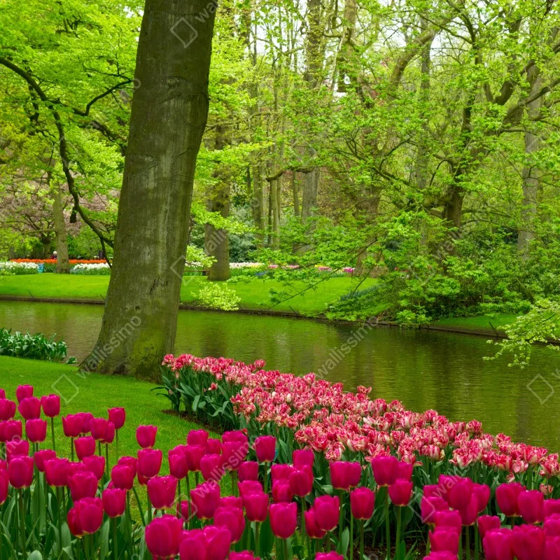 Fototapeta wiosenny ogród tulipanów nad kanałem – Wallissimo® Fototapeta wiosenny ogród tulipanów nad kanałem – Wallissimo®