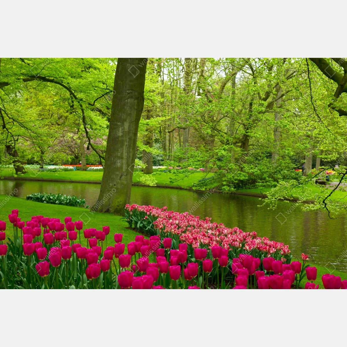 Fototapeta wiosenny ogród tulipanów nad kanałem – Wallissimo® Fototapeta wiosenny ogród tulipanów nad kanałem – Wallissimo®