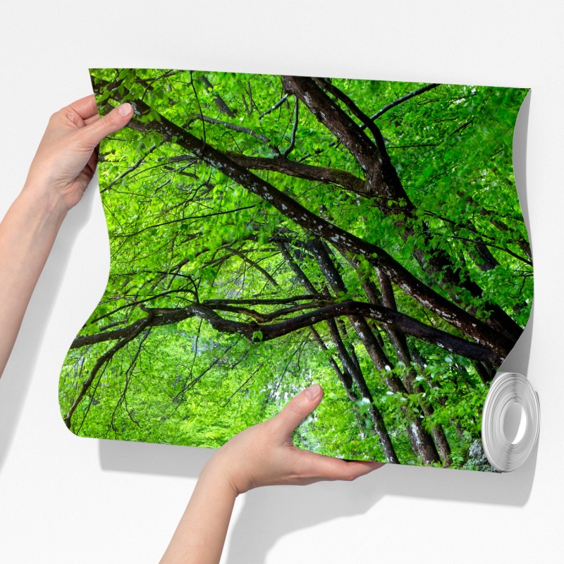 Fototapeta spokojny drewniany pomost nad jeziorem w zielonym lesie – Wallissimo® Fototapeta spokojny drewniany pomost nad jeziorem w zielonym lesie – Wallissimo®