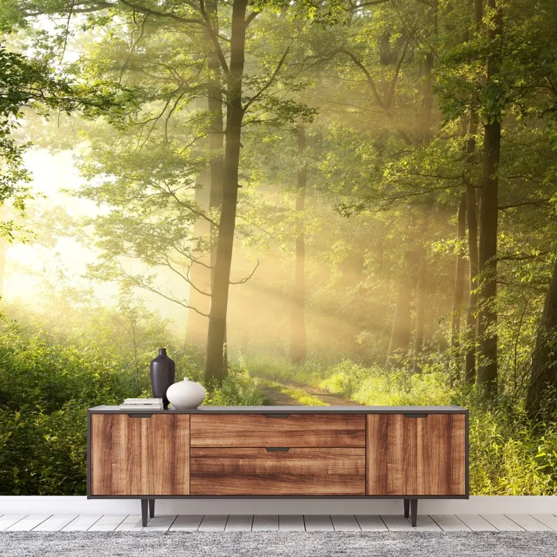 Fototapeta poranne światło w lesie