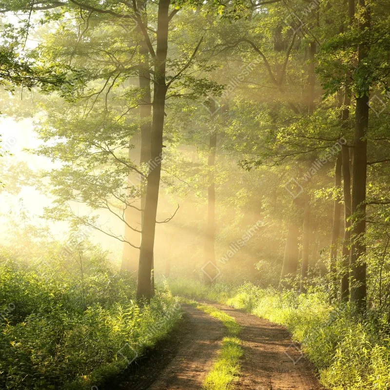 Fototapeta poranne światło w lesie – Wallissimo® Fototapeta poranne światło w lesie – Wallissimo®