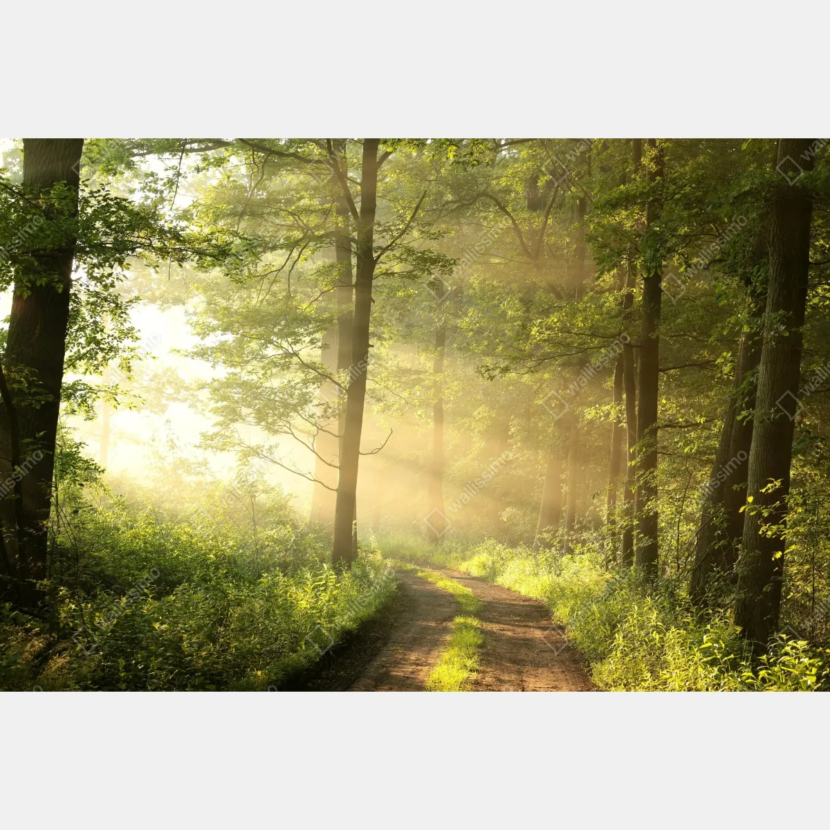 Fototapeta poranne światło w lesie – Wallissimo® Fototapeta poranne światło w lesie – Wallissimo®