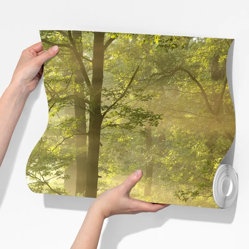 Fototapeta poranne światło w lesie – Wallissimo® Fototapeta poranne światło w lesie – Wallissimo®