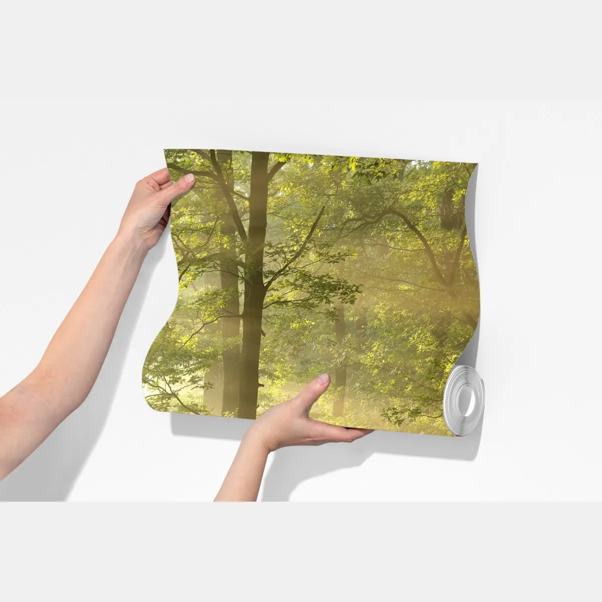 Fototapeta poranne światło w lesie – Wallissimo® Fototapeta poranne światło w lesie – Wallissimo®