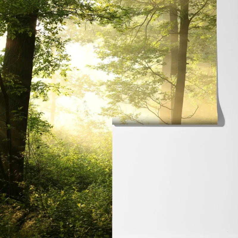 Fototapeta poranne światło w lesie – Wallissimo® Fototapeta poranne światło w lesie – Wallissimo®