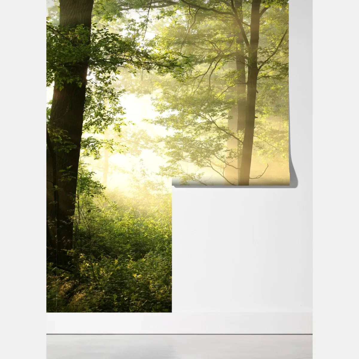 Fototapeta poranne światło w lesie – Wallissimo® Fototapeta poranne światło w lesie – Wallissimo®