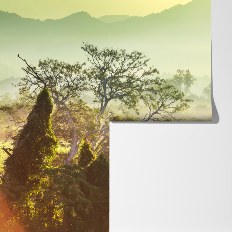 Fototapeta mglista dżungla Wietnamu o wschodzie słońca – Wallissimo® Fototapeta mglista dżungla Wietnamu o wschodzie słońca – Wallissimo®