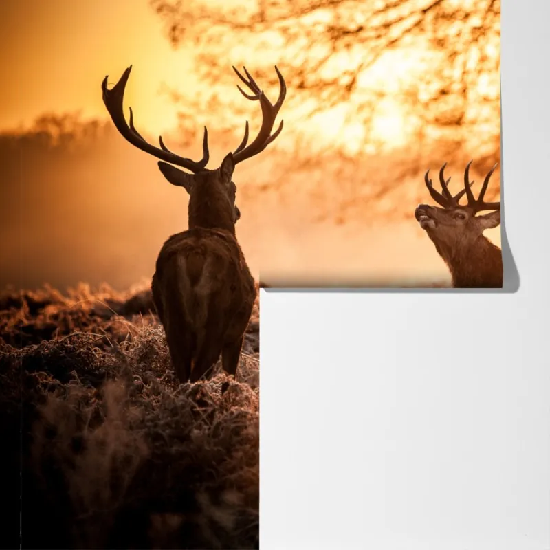 Fototapeta złocisty wschód słońca z jeleniami na mroźnej łące – Wallissimo® Fototapeta złocisty wschód słońca z jeleniami na mroźnej łące – Wallissimo®
