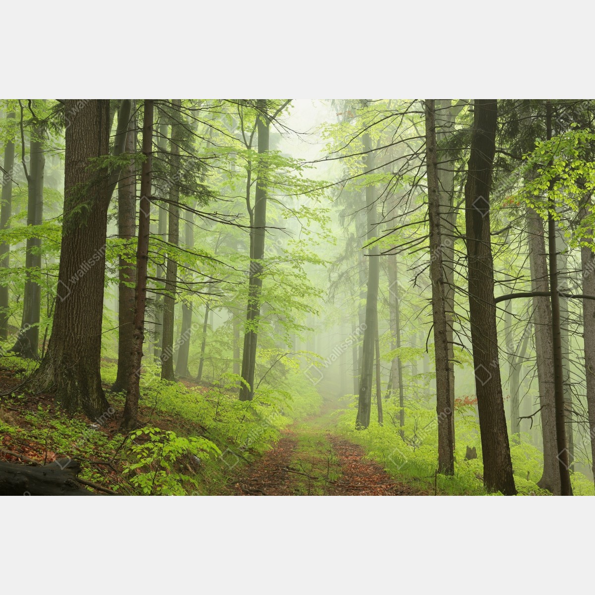 Fototapeta mglisty zielony leśny szlak – Wallissimo® Fototapeta mglisty zielony leśny szlak – Wallissimo®